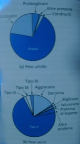 composizione cartilagine