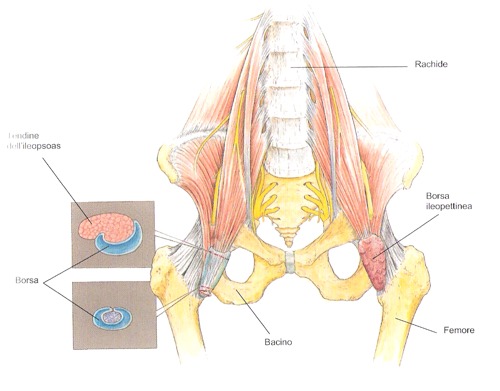 psoas
